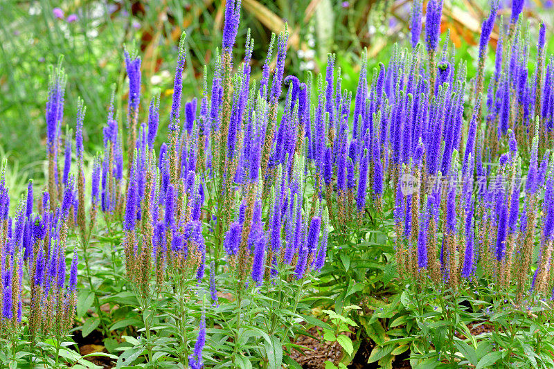 尖刺Speedwell / Veronica spicata“皇家蜡烛”